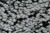 Polished Snowflake Obsidian Section - Utah #117784-1